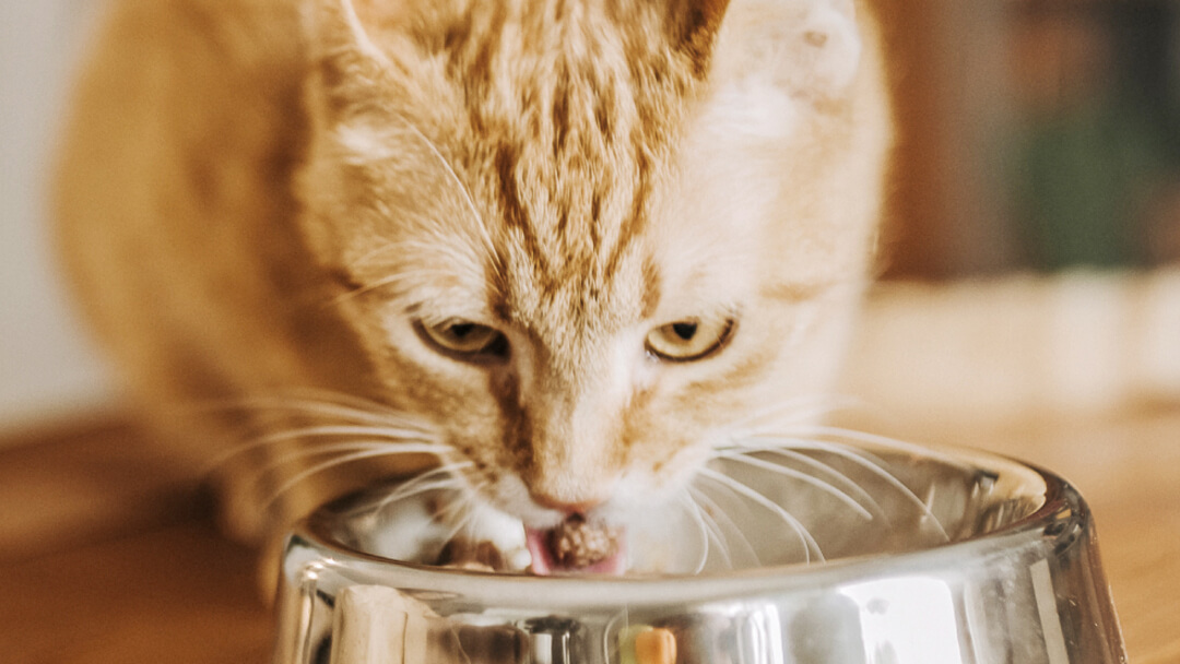 Combination hotsell feeding cats